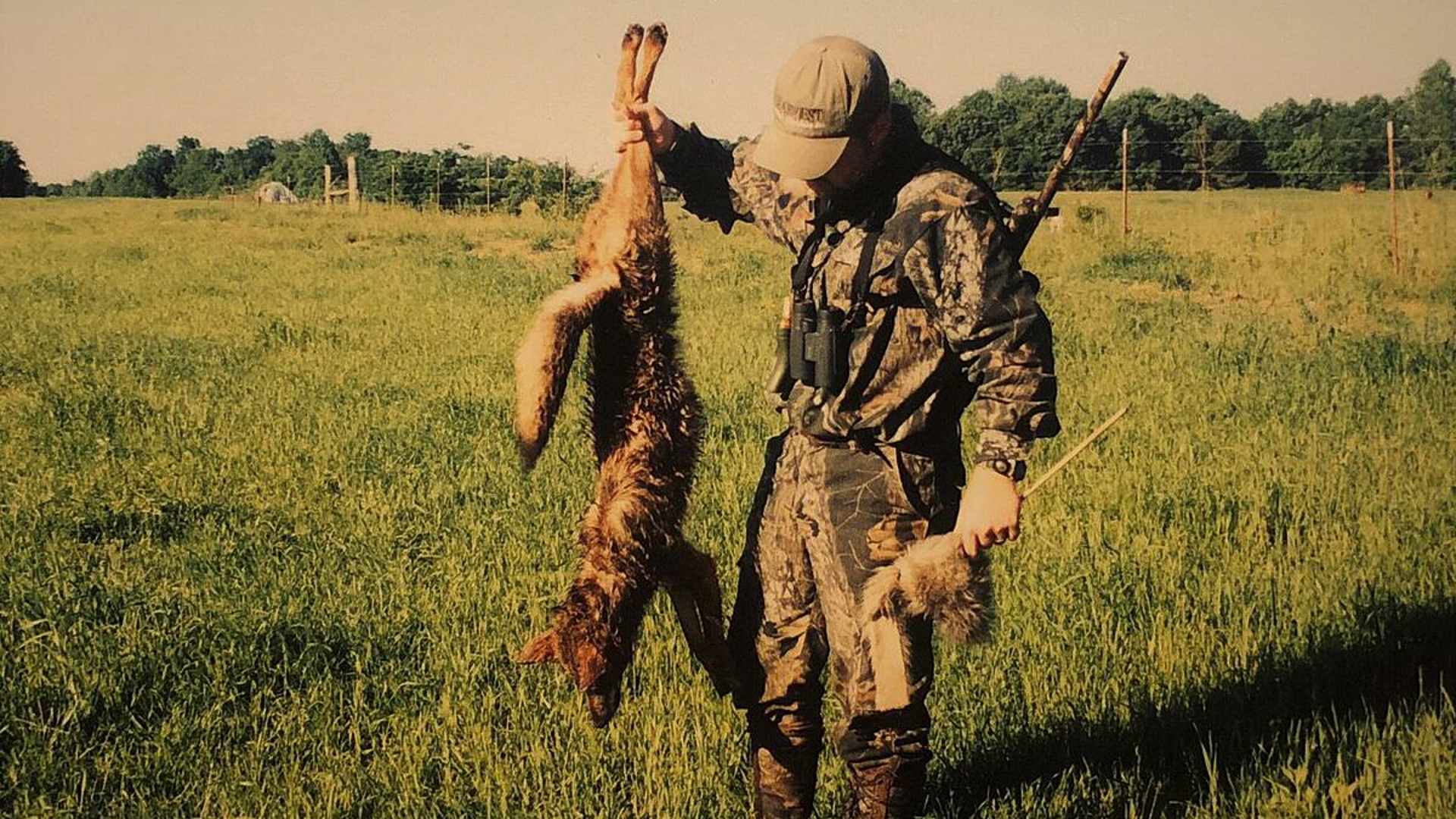 coyote